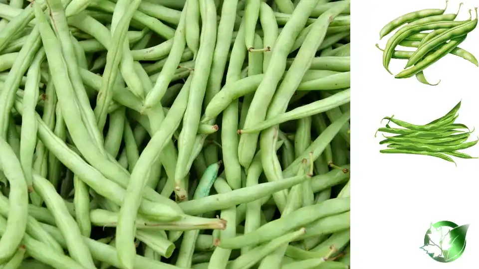 Supplier evaluation for Frozen Green Beans should cover specification, packaging, document package, logistics, and true import cost.